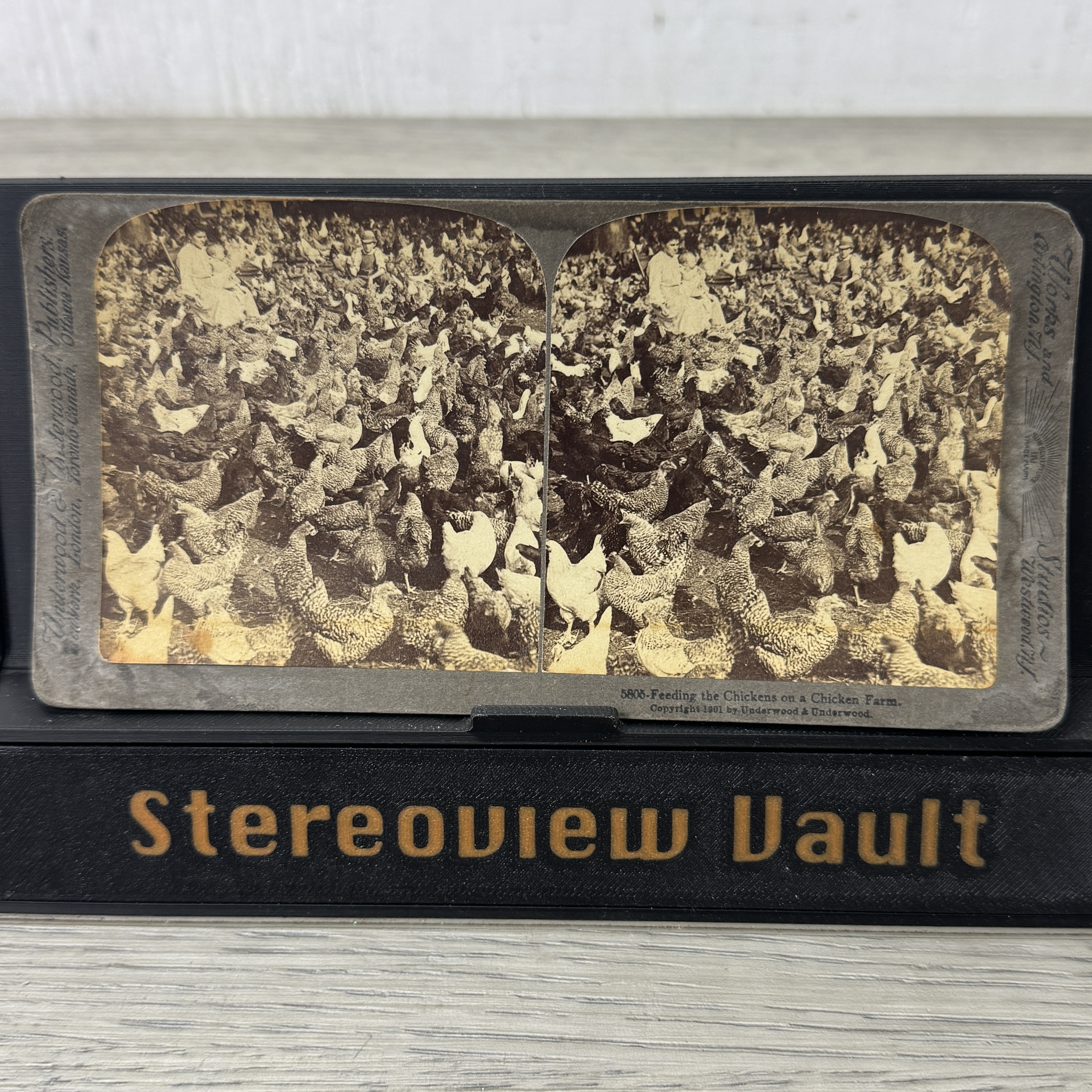 Underwood Stereoview #5808, Feeding Chickens on Farm, c. 1901 - Front