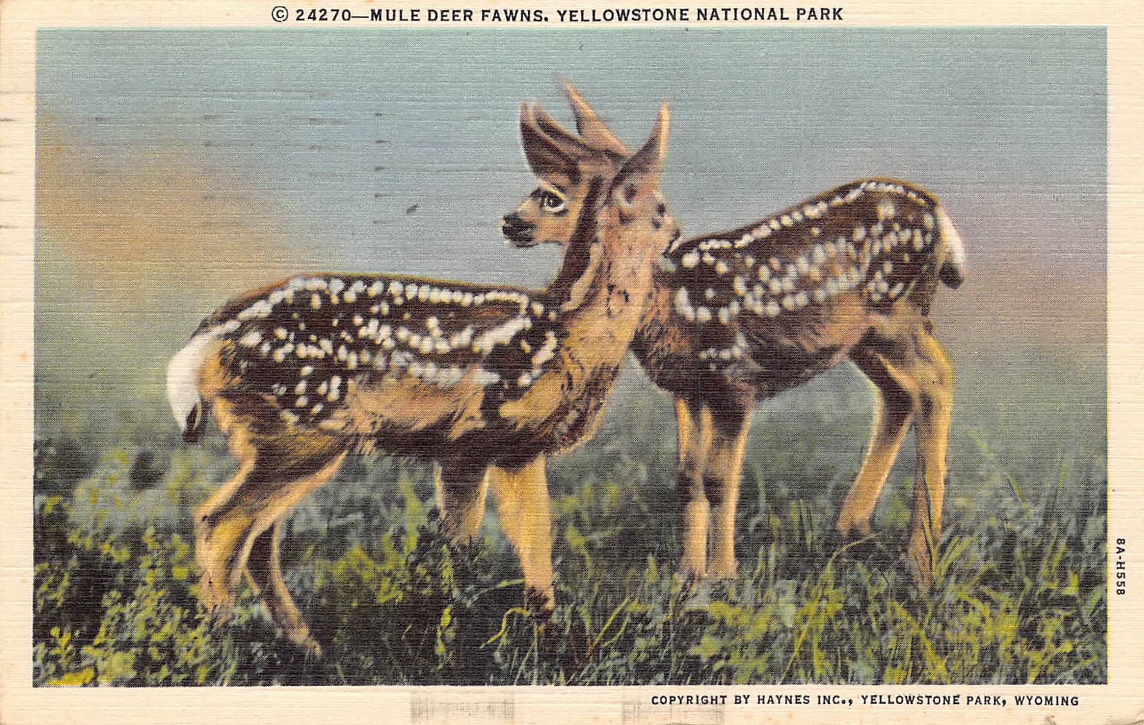 Haynes Inc. Linen Postcard, Mule Deer Fawns, Yellowstone, 1946 - Front