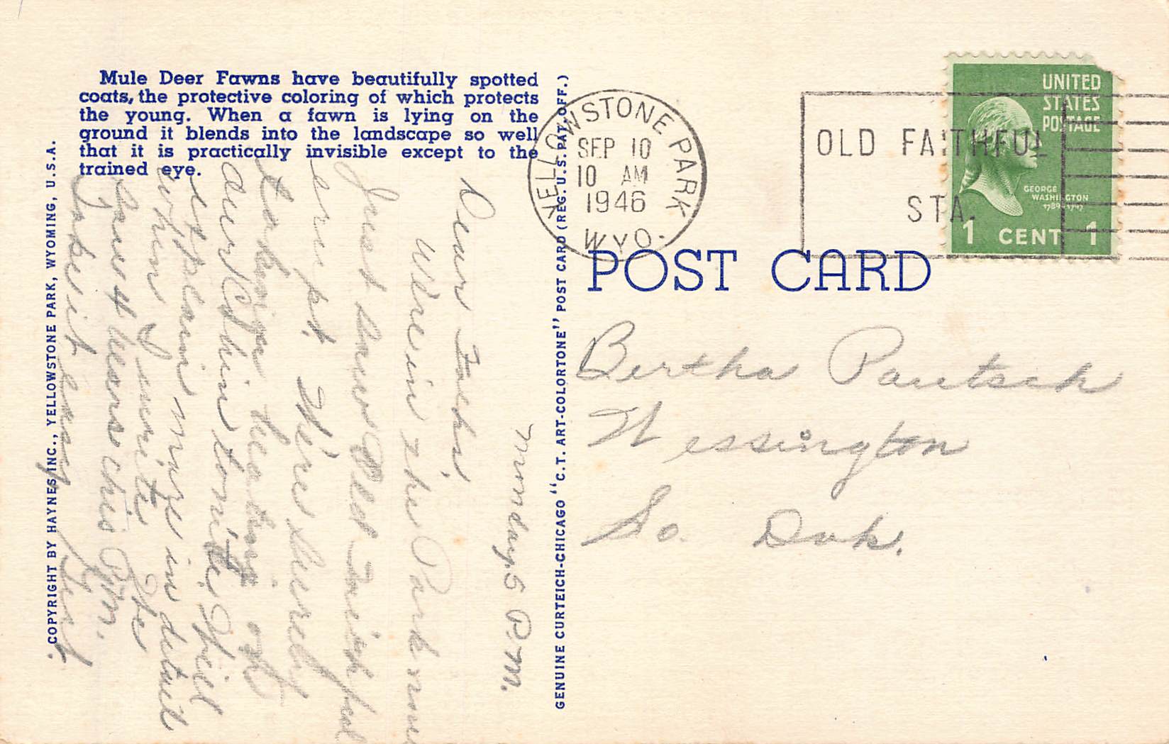 Haynes Inc. Linen Postcard, Mule Deer Fawns, Yellowstone, 1946 - Back